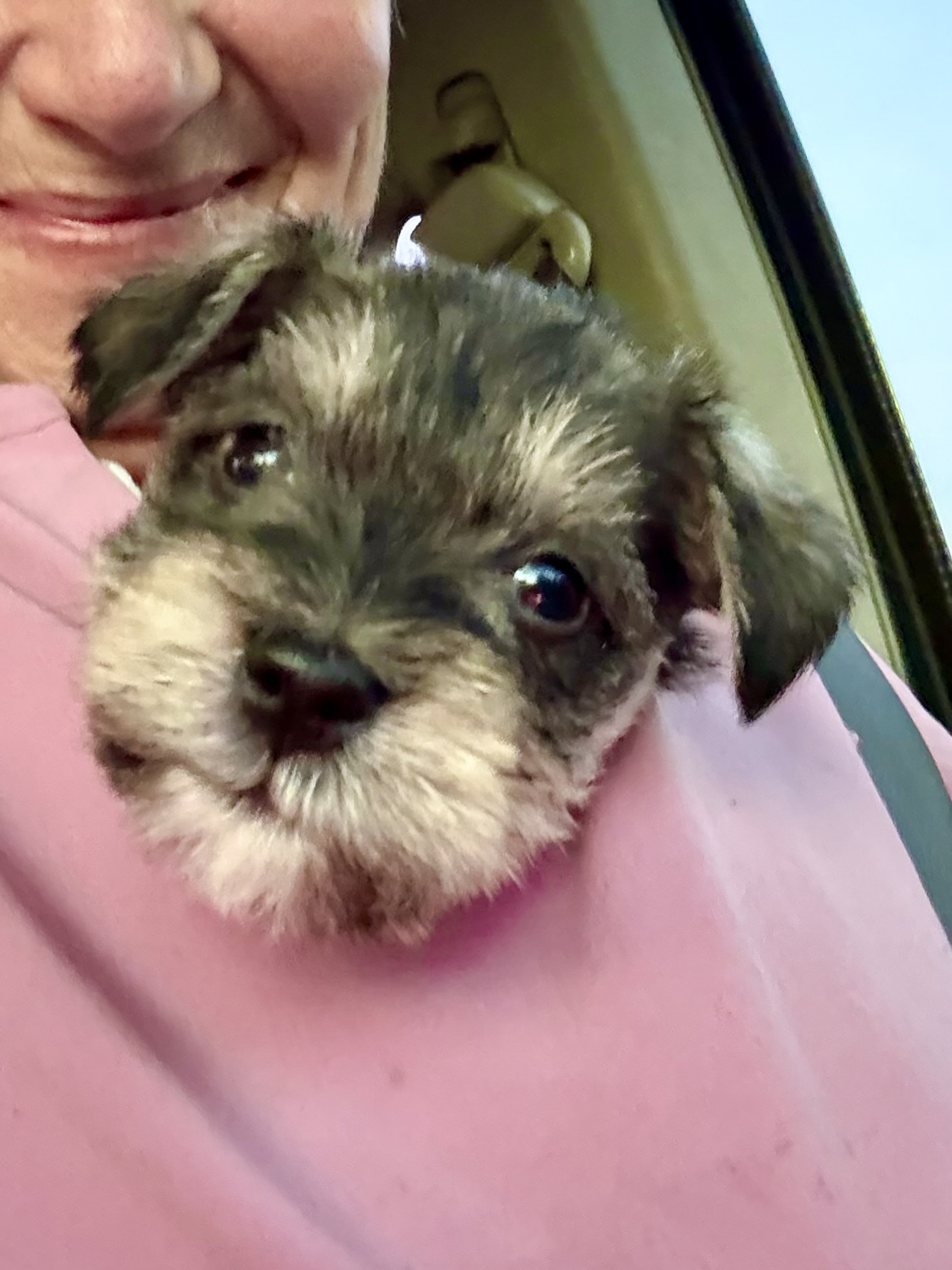Carol holding a tiny Schnauzer puppy close to her face