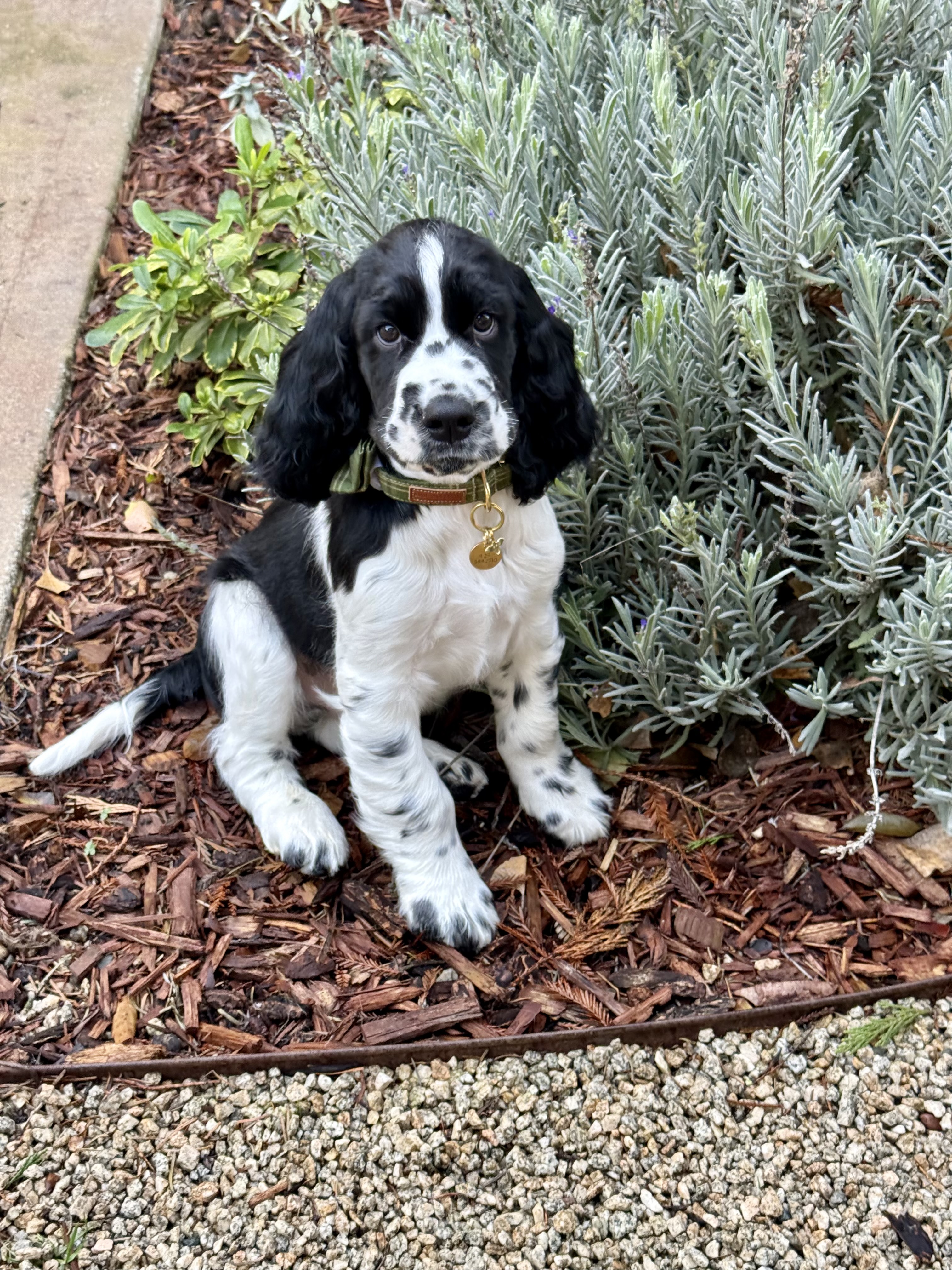 English Springer Spaniel puppy sitting in a garden bed