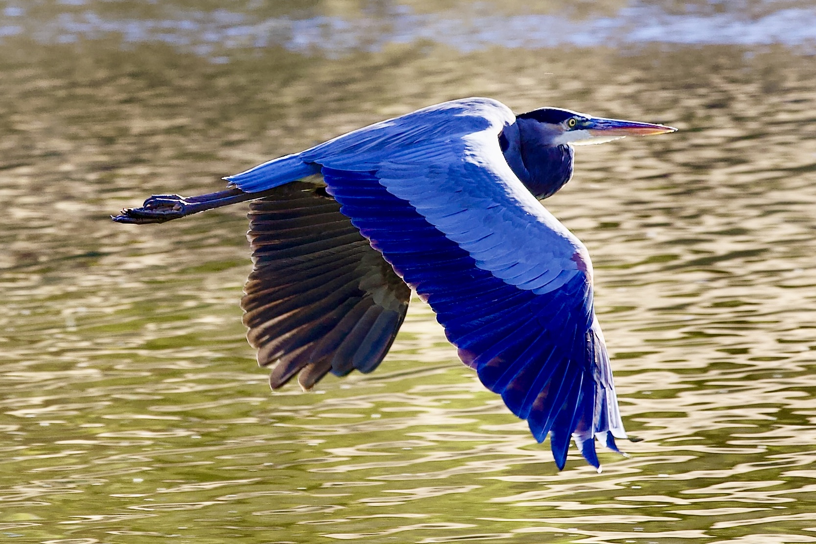Two ducks in flight over shimmering water