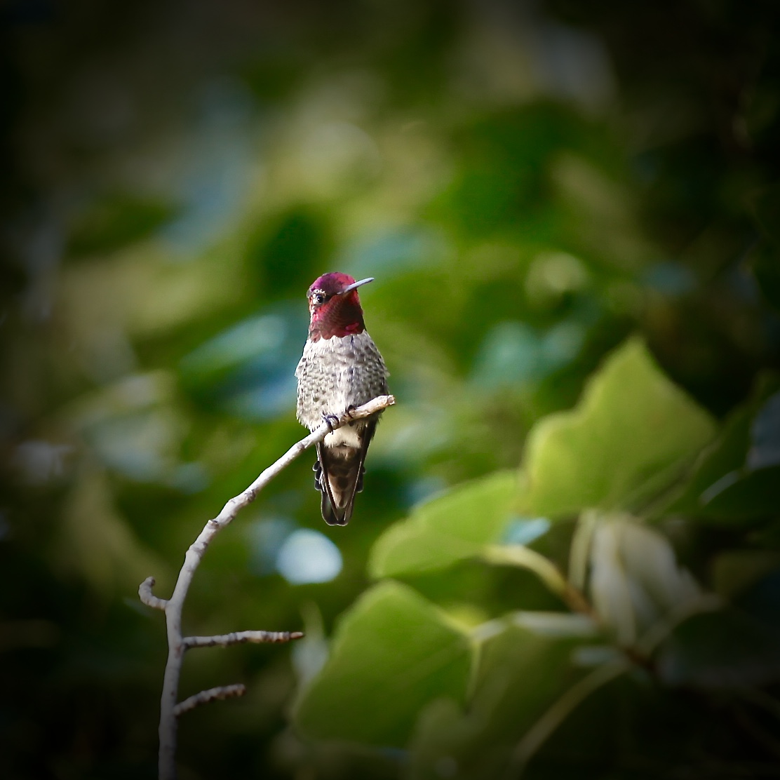 Hummingbird feeding at a flower
