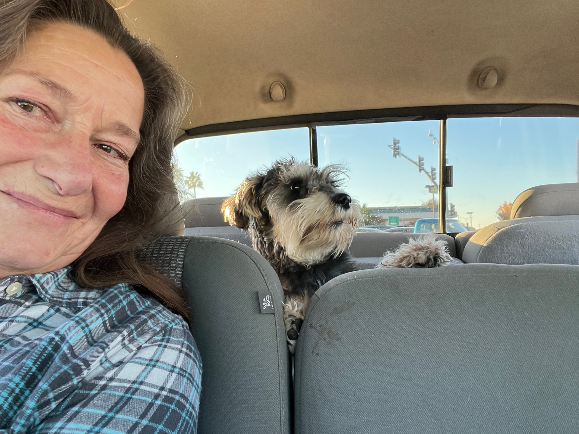 Carol with a Schnoodle on a car ride