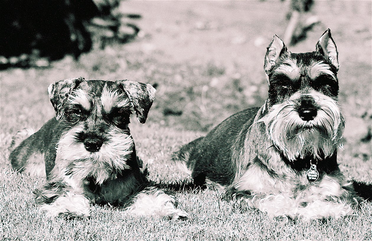 Two Miniature Schnauzers in black and white