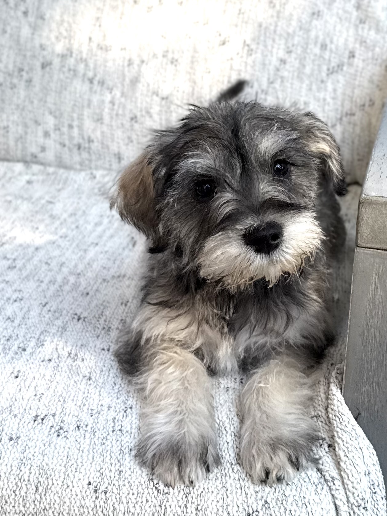 Schnoodle puppy on a chair