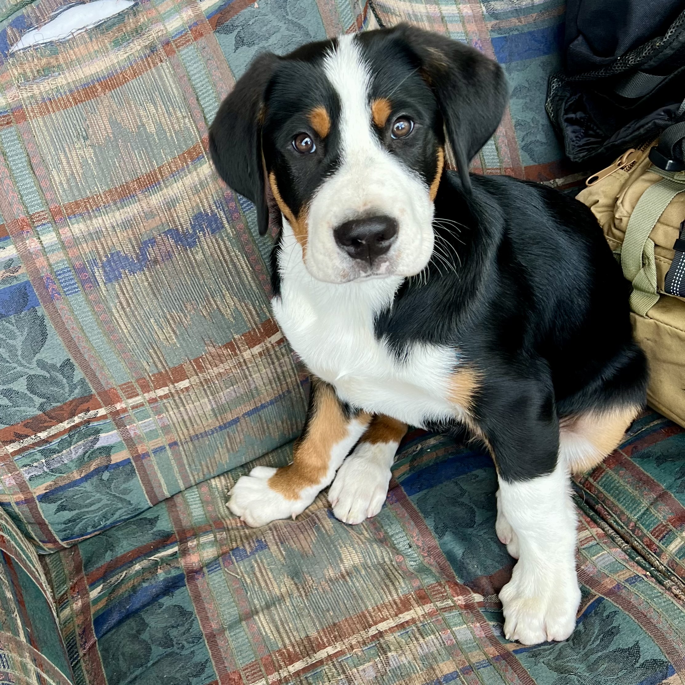Greater Swiss Mountain Dog puppy on a sofa