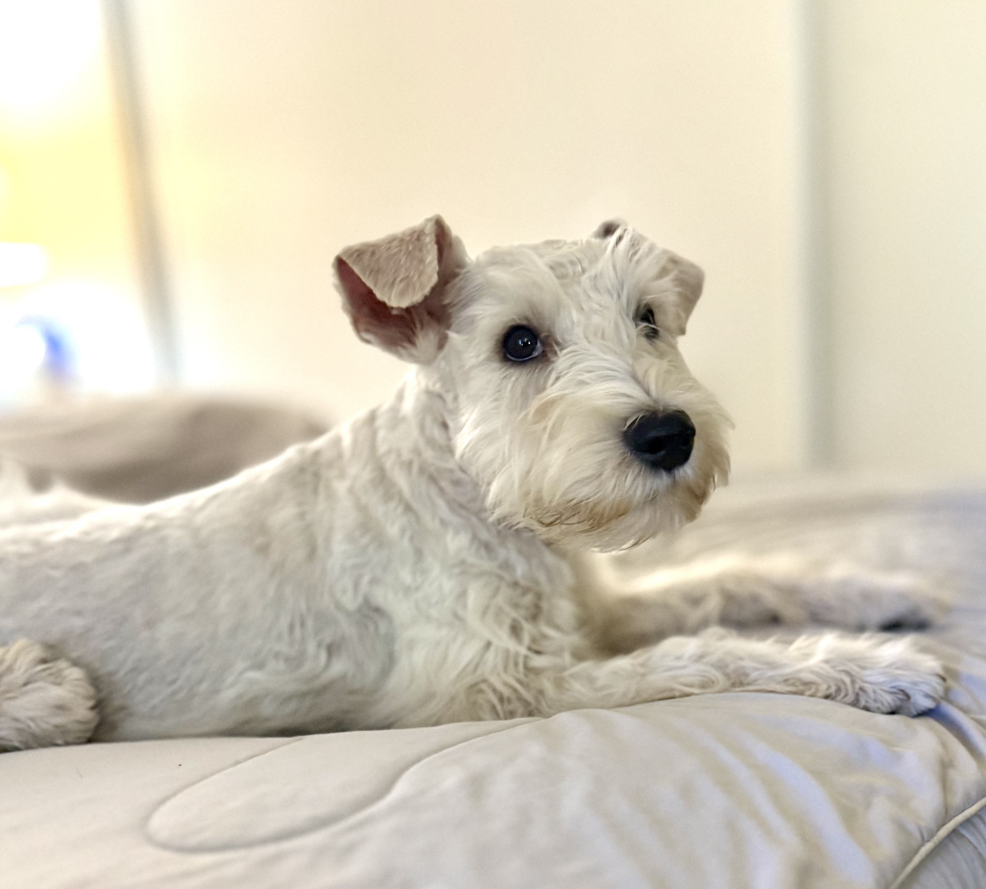 White Miniature Schnauzer resting on a bed